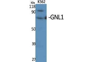 Image no. 1 for anti-Guanine Nucleotide Binding Protein Like Protein 1 (GNL1) (N-Term) antibody (ABIN3184818)