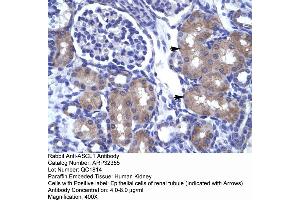 ASCL1 antibody  (N-Term)