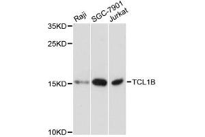 Image no. 1 for anti-T-Cell Leukemia/lymphoma 1B (TCL1B) antibody (ABIN6148948)
