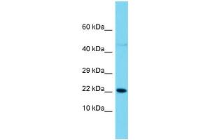 Image no. 1 for anti-Sorting Nexin 12 (SNX12) (C-Term) antibody (ABIN2789295)