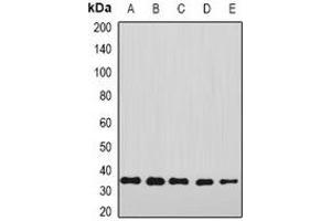 Image no. 2 for anti-Annexin A4 (ANXA4) antibody (ABIN3197887)