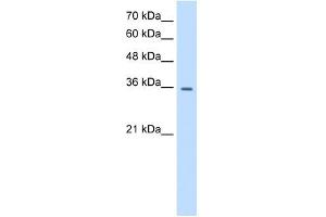 Image no. 1 for anti-Transient Receptor Potential Cation Channel, Subfamily M, Member 5 (TRPM5) (N-Term) antibody (ABIN633719)
