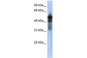Image no. 4 for anti-RAR-Related Orphan Receptor C (RORC) (Middle Region) antibody (ABIN2777822)