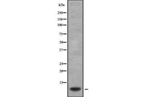 Image no. 1 for anti-Guanine Nucleotide Binding Protein (G Protein), gamma 2 (GNG2) (Internal Region) antibody (ABIN6262018)