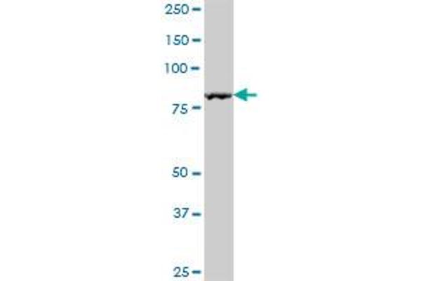 NCKIPSD antibody  (AA 1-715)