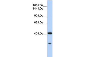 Image no. 6 for anti-GNAS Complex Locus (GNAS) (N-Term) antibody (ABIN2775542)