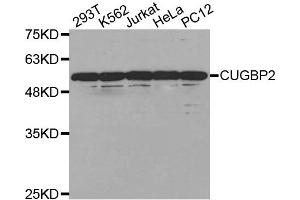 Image no. 1 for anti-CUGBP, Elav-Like Family Member 2 (CELF2) antibody (ABIN1877045)
