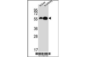 anti-Dopa Decarboxylase (Aromatic L-Amino Acid Decarboxylase) (DDC) (AA 32-61), (N-Term) antibody
