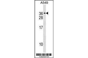 anti-Gem (Nuclear Organelle) Associated Protein 8 (GEMIN8) (AA 213-239), (C-Term) antibody