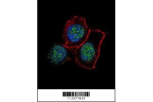 Image no. 3 for anti-Lysine (K)-Specific Demethylase 6B (Kdm6b) (AA 1-30), (N-Term) antibody (ABIN387862)