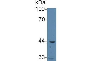 Image no. 1 for anti-Acetyl-CoA Acyltransferase 1 (ACAA1) (AA 182-424) antibody (ABIN5013059)
