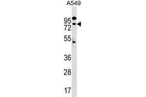 ZNF480 抗体  (N-Term)