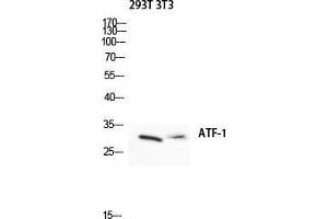 Image no. 2 for anti-Activating Transcription Factor 1 (AFT1) (Ser157) antibody (ABIN3183409)