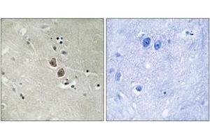Image no. 1 for anti-Neuroplastin (NPTN) (AA 106-155) antibody (ABIN1535106)