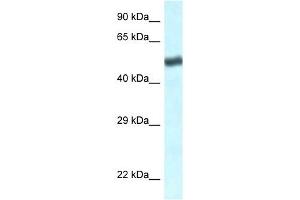 Image no. 1 for anti-Transducin (Beta)-Like 1 X-Linked Receptor 1 (TBL1XR1) (C-Term) antibody (ABIN926815)