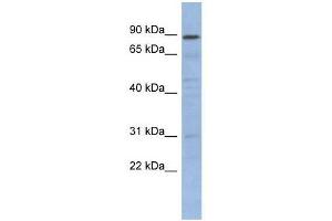 Image no. 1 for anti-Nuclear Factor of kappa Light Polypeptide Gene Enhancer in B-Cells Inhibitor-Like 1 (NFKBIL1) (N-Term) antibody (ABIN927720)