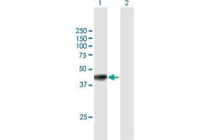 Image no. 1 for anti-Guanine Nucleotide Binding Protein (G Protein), alpha Inhibiting Activity Polypeptide 3 (GNAI3) (AA 1-354) antibody (ABIN516102)