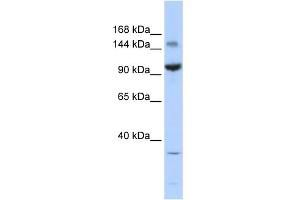 anti-Zinc Finger and BTB Domain Containing 40 (ZBTB40) (Middle Region) antibody
