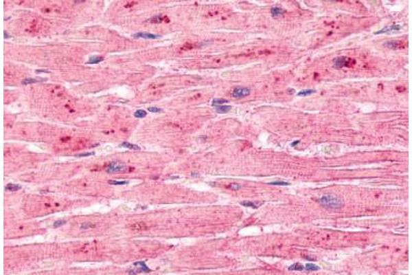 ELTD1 antibody  (C-Term)