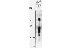 Image no. 4 for anti-Heparin-Binding EGF-Like Growth Factor (HBEGF) (EGF Like Domain) antibody (Biotin) (ABIN2451994)