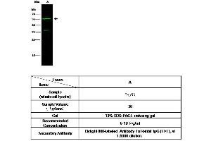 Image no. 3 for anti-serine/threonine Kinase 4 (STK4) (AA 2-487) antibody (ABIN1998819)