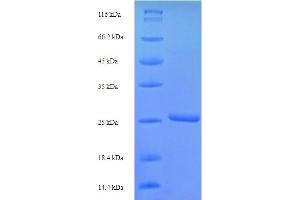 Image no. 1 for Stimulator of Chondrogenesis 1 (SCRG1) (AA 21-98) protein (His-SUMO Tag) (ABIN5711221)