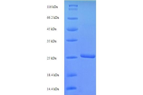 SCRG1 Protein (Stimulator of Chondrogenesis 1) (AA 21-98) (His-SUMO Tag)