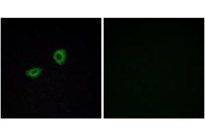 Image no. 1 for anti-Cholinergic Receptor, Muscarinic 5 (CHRM5) (AA 281-330) antibody (ABIN1535647)