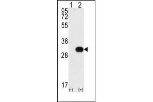 Image no. 1 for anti-NEK7 (NEK7) (N-Term) antibody (ABIN360542)
