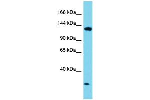 Image no. 1 for anti-Elongation Factor Tu GTP Binding Domain Containing 1 (EFTUD1) (C-Term) antibody (ABIN2774502)