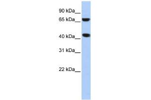 Image no. 1 for anti-ELAC1 (ELAC1) (N-Term) antibody (ABIN2776758)
