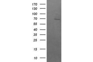 Image no. 1 for anti-beta-Transducin Repeat Containing (BTRC) (AA 52-354) antibody (ABIN1491576)