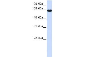 Image no. 1 for anti-Zinc Finger Protein 117 (ZNF117) (Middle Region) antibody (ABIN2783057)