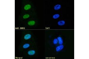 Image no. 8 for anti-Gastrulation Brain Homeo Box 2 (GBX2) (Internal Region) antibody (ABIN334408)