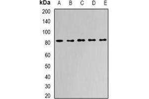 Image no. 1 for anti-N-Acylaminoacyl-Peptide Hydrolase (APEH) antibody (ABIN2966429)