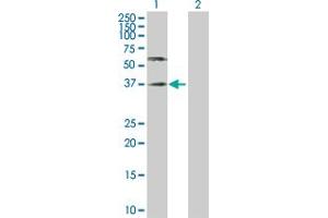 Image no. 1 for anti-Poliovirus Receptor (PVR) (AA 1-417) antibody (ABIN519547)