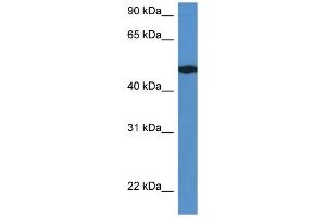 Image no. 1 for anti-Immediate Early Response 5-Like (IER5L) (C-Term) antibody (ABIN2786458)