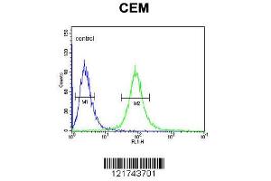 Image no. 3 for anti-CD46 (CD46) (AA 317-343), (C-Term) antibody (ABIN650982)