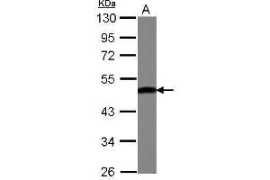 Image no. 2 for anti-Enolase 3 (Beta, Muscle) (ENO3) (Center) antibody (ABIN2855707)