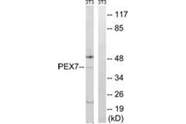 PEX7 anticorps  (AA 204-253)