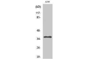 Image no. 1 for anti-Protein Phosphatase 2, Catalytic Subunit, alpha Isozyme (PPP2CA) (Thr278) antibody (ABIN3186532)
