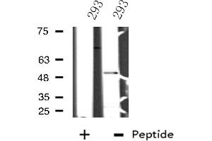 Image no. 1 for anti-Nuclear Factor, Interleukin 3 Regulated (NFIL3) (C-Term) antibody (ABIN6257370)