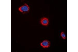 Image no. 2 for anti-Cholinergic Receptor, Muscarinic 5 (CHRM5) antibody (ABIN2957529)
