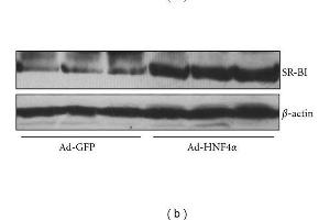 Image no. 7 for anti-Actin, beta (ACTB) (AA 1-50) antibody (ABIN724340)