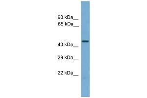 WB Suggested Anti-Pus1 Antibody Titration:  0.