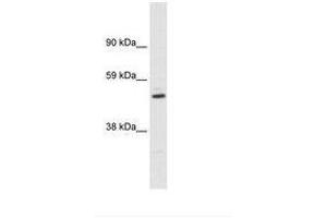 Image no. 1 for anti-Potassium Voltage-Gated Channel, Shaker-Related Subfamily, beta Member 1 (KCNAB1) (AA 311-360) antibody (ABIN6735464)