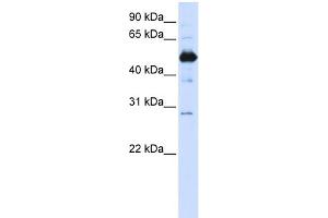 Image no. 1 for anti-Family with Sequence Similarity 134, Member B (FAM134B) (Middle Region) antibody (ABIN2782025)