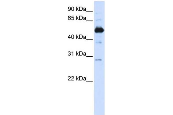 anti-Family with Sequence Similarity 134, Member B (FAM134B) (Middle Region) antibody