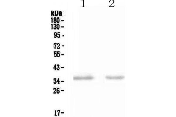 anti-Natural Cytotoxicity Triggering Receptor 1 (NCR1) (AA 22-258) antibody