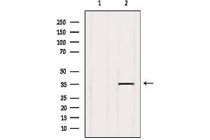 Image no. 2 for anti-G Protein-Coupled Receptor 141 (GPR141) (Internal Region) antibody (ABIN6258927)